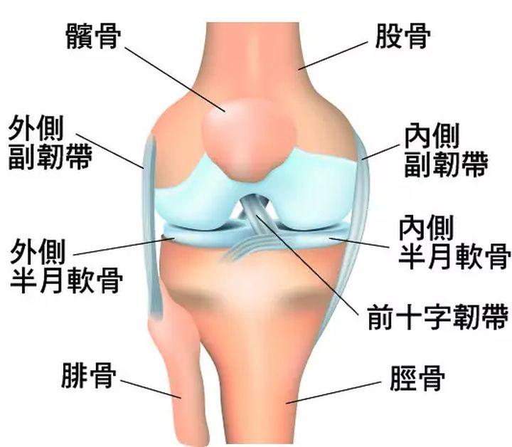 膝盖那么重要，您了解膝盖结构嘛？